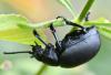 Timarcha tenebricosa